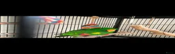 Parrots birds for sale: 2 Eclectus Parrots  in St. Neots - Advert 1