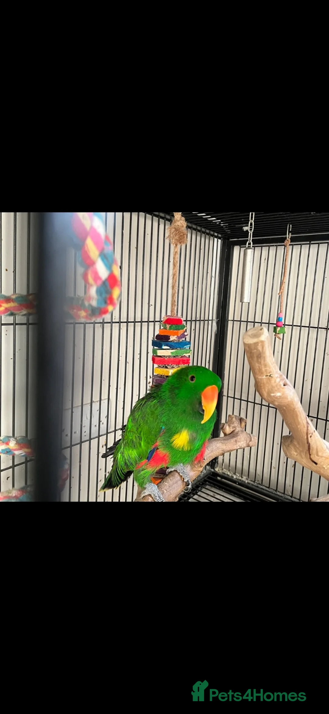 Parrots birds for sale: 2 Eclectus Parrots  in St. Neots - Advert 1
