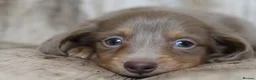 Miniature Dachshund dogs for sale: EXCEPTIONAL PEDIGREE MINIATURE LONGHAIRED PUPPIES - Advert 10