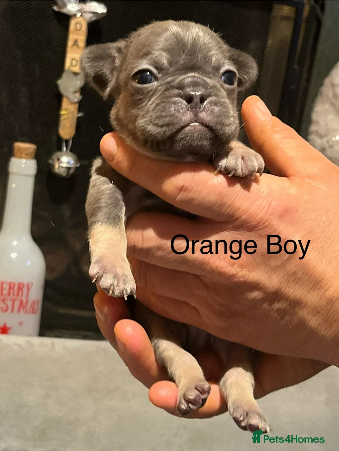 French Bulldog dogs for sale: DWKC Registered French Bulldog puppies for sale - Advert 38