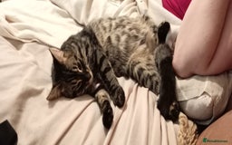 Mixed Breed cats for sale: Little miss - Image 2