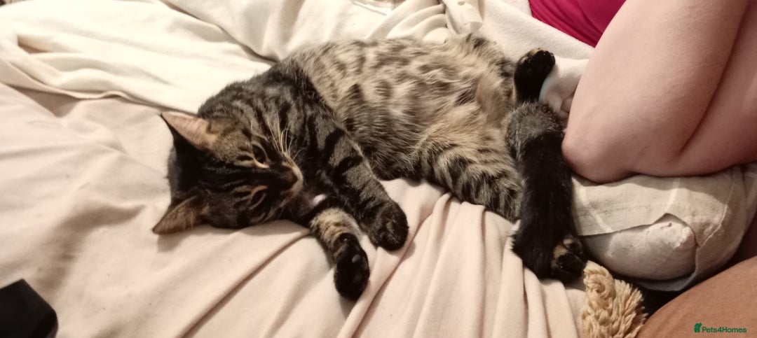 Mixed Breed cats for sale: Little miss - Image 2