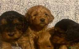 Cockapoo dogs for sale: Beautiful F1 Toy Cockapoo puppies  - Image 3