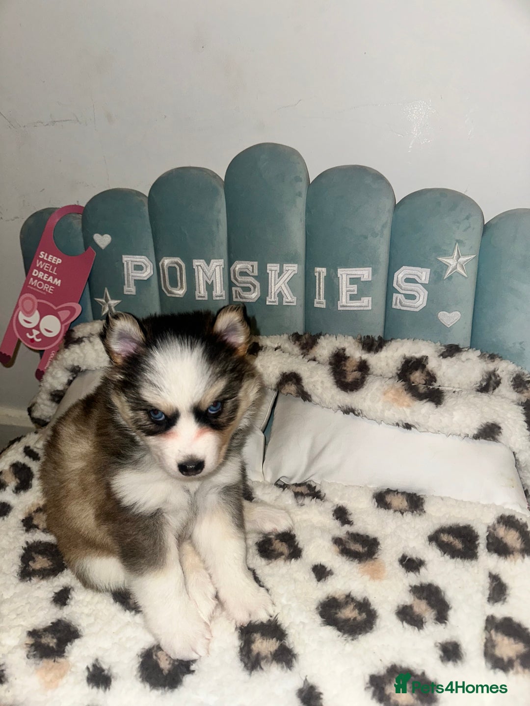 Pomsky dogs for sale: BLUE EYED Family-Raised Pomsky Pups  - Advert 25