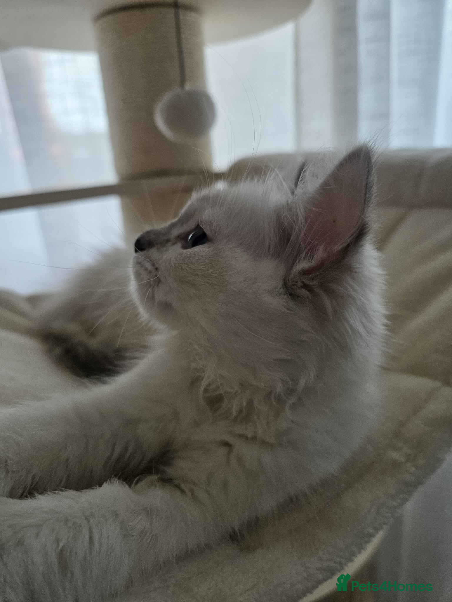 Ragdoll cats ✨ RARE TORTIE LILAC CREAMS LEFT|LITTER GCCF&TICA✨ - Advert 4