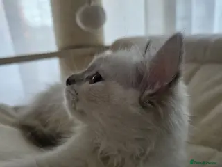 Ragdoll cats ✨ RARE TORTIE LILAC CREAMS LEFT|LITTER GCCF&TICA✨ - Advert 4