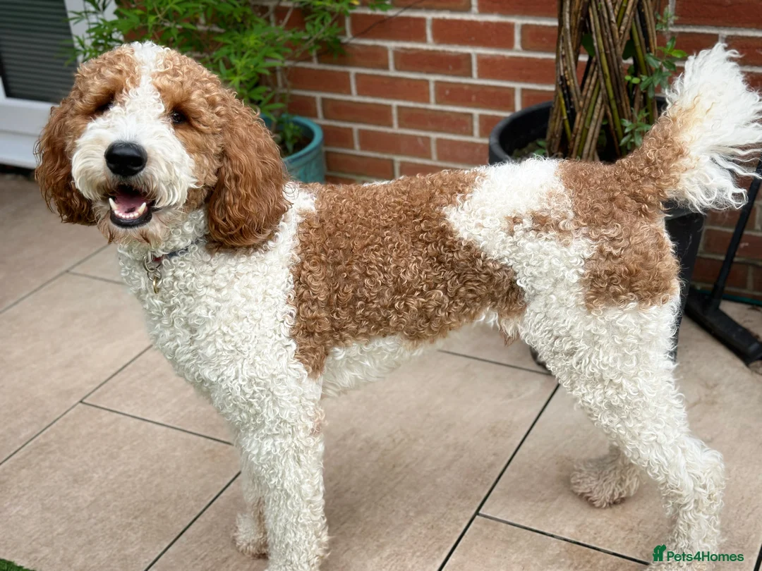 Goldendoodle dogs for stud: Red & White Parti Fully HealthTested Goldendoodle - Advert 5