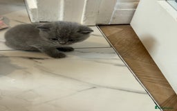 British Shorthair cats for sale: Short British hair kittens cross Scottish fold. - Image 11