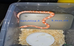 Corn Snake reptiles for sale: Beautiful corn snakes  - Image 17