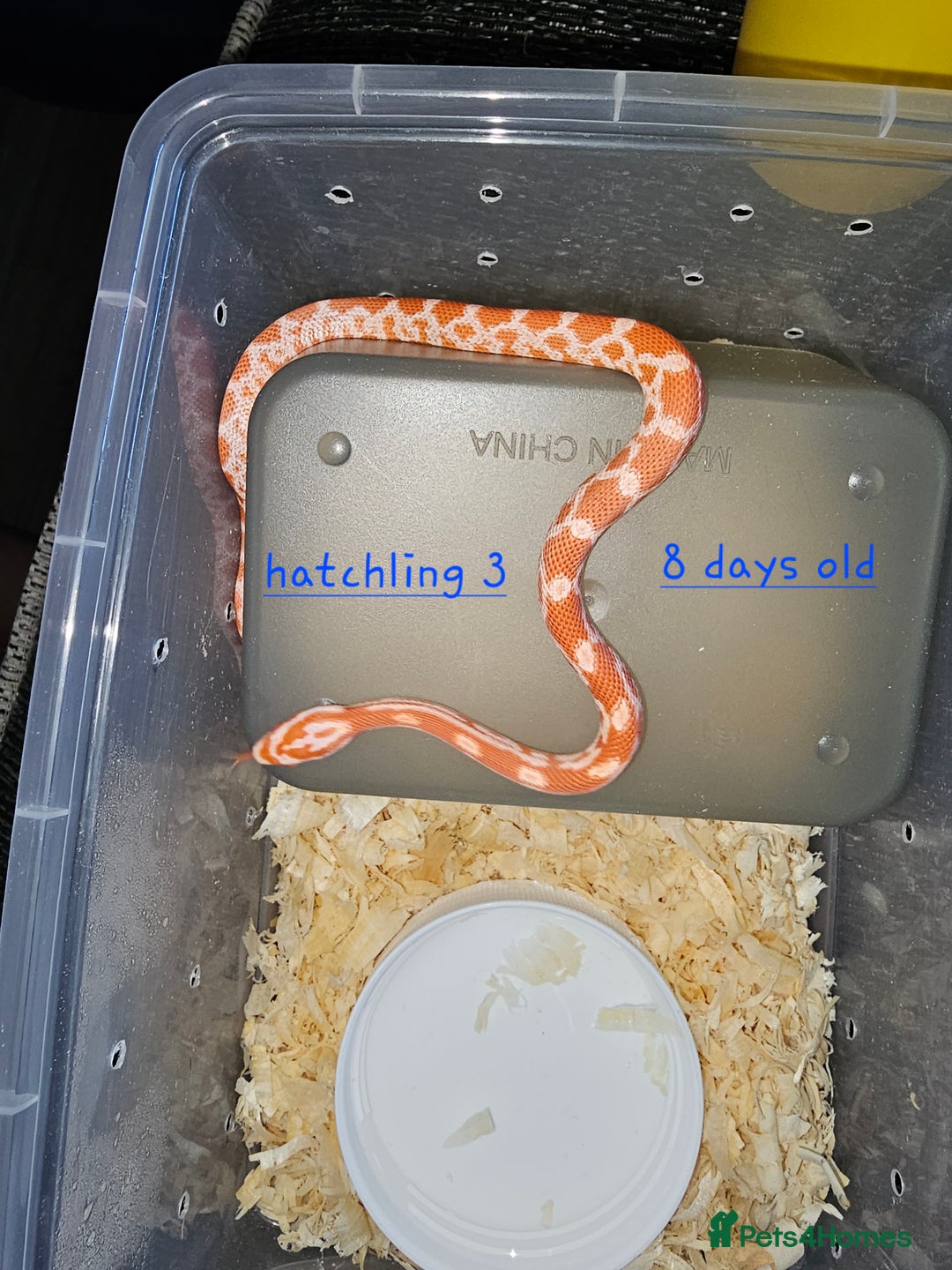 Corn Snake reptiles for sale: Beautiful corn snakes  - Image 17