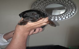 Cockapoo dogs for sale: F1 cockerpoo puppies - Image 3