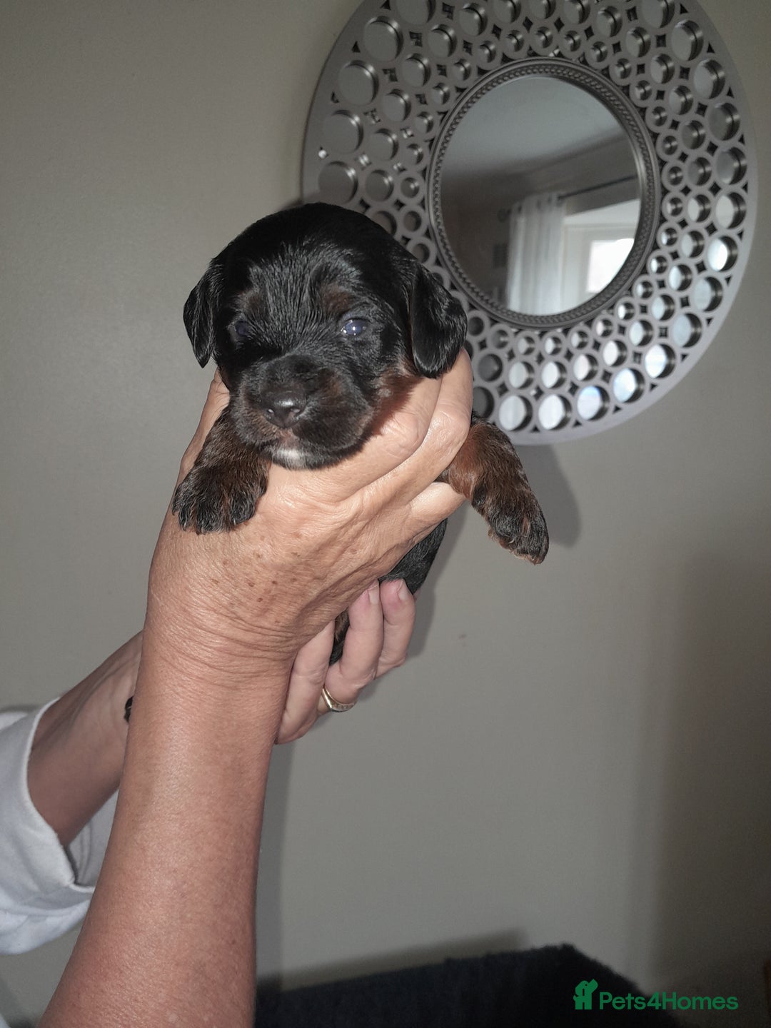 Cockapoo dogs for sale: F1 cockerpoo puppies - Image 3