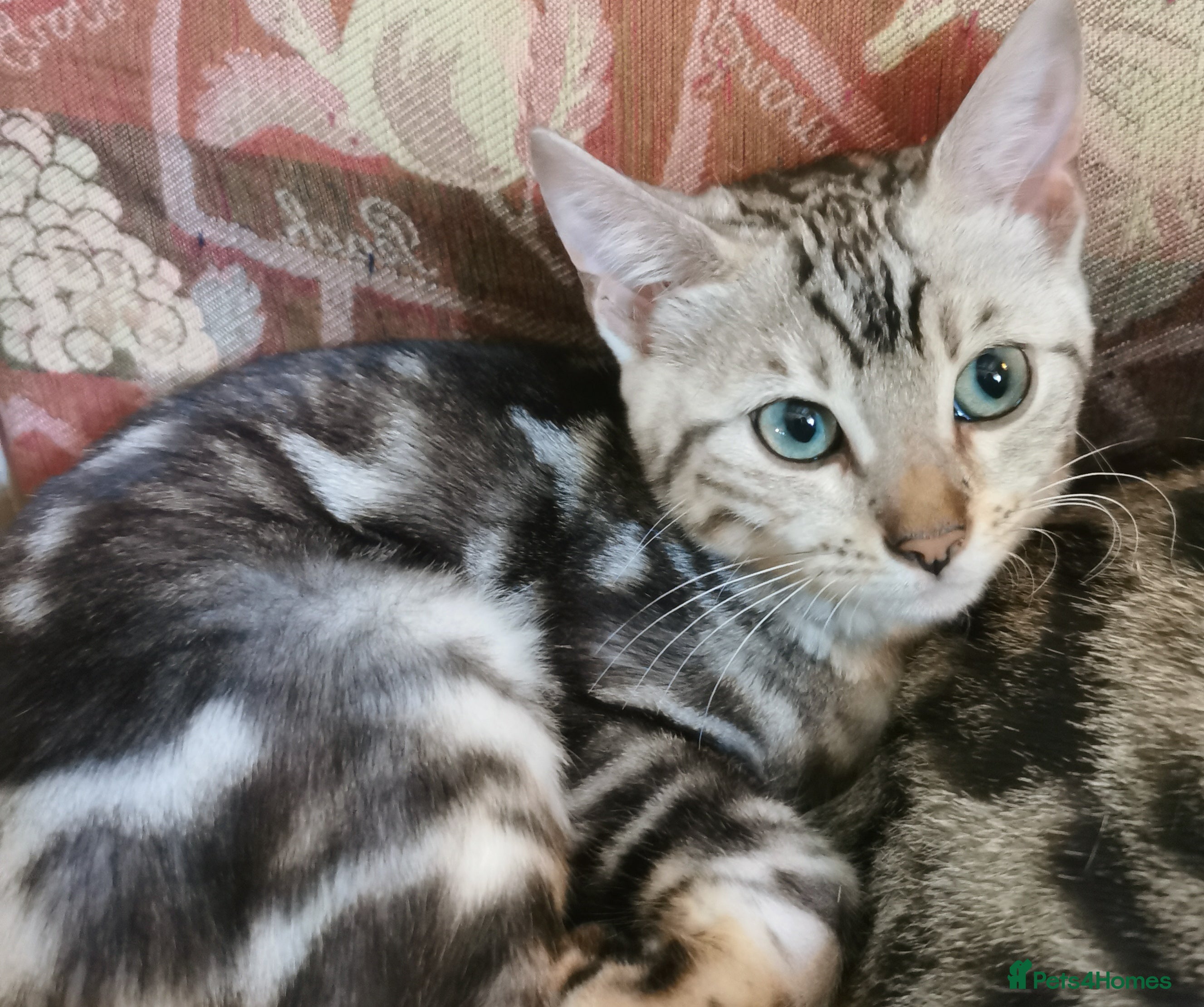 Bengal cats Beautiful Bengal Silver Marbled and Snow girls.  - Advert 1