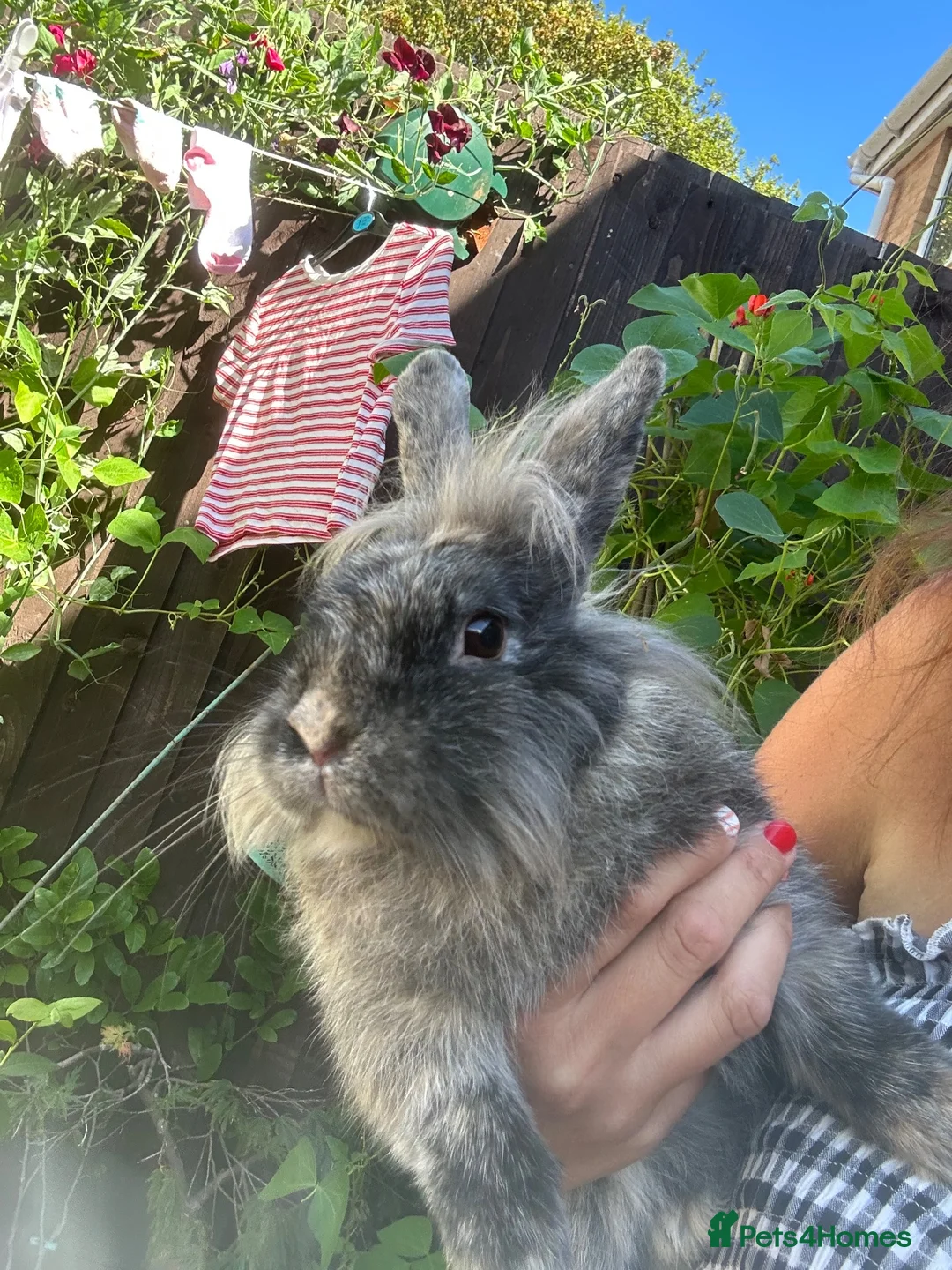 Lionhead rabbits for sale: Male and female bonded rabbits in Swansea - Advert 4