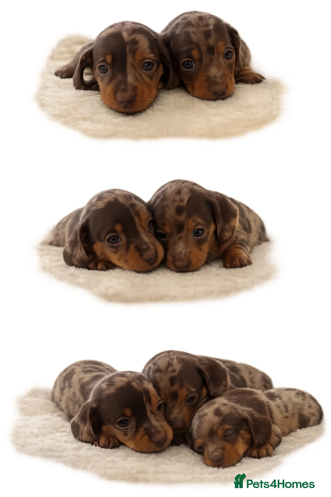 Miniature Dachshund dogs for sale: Miniature dachshund - Advert 2