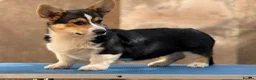 Welsh Corgi Pembroke dogs for sale: Quality Corgi pembroke  available for loving homes - Advert 6