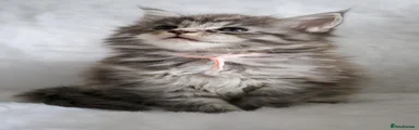Maine Coon Kitten 2