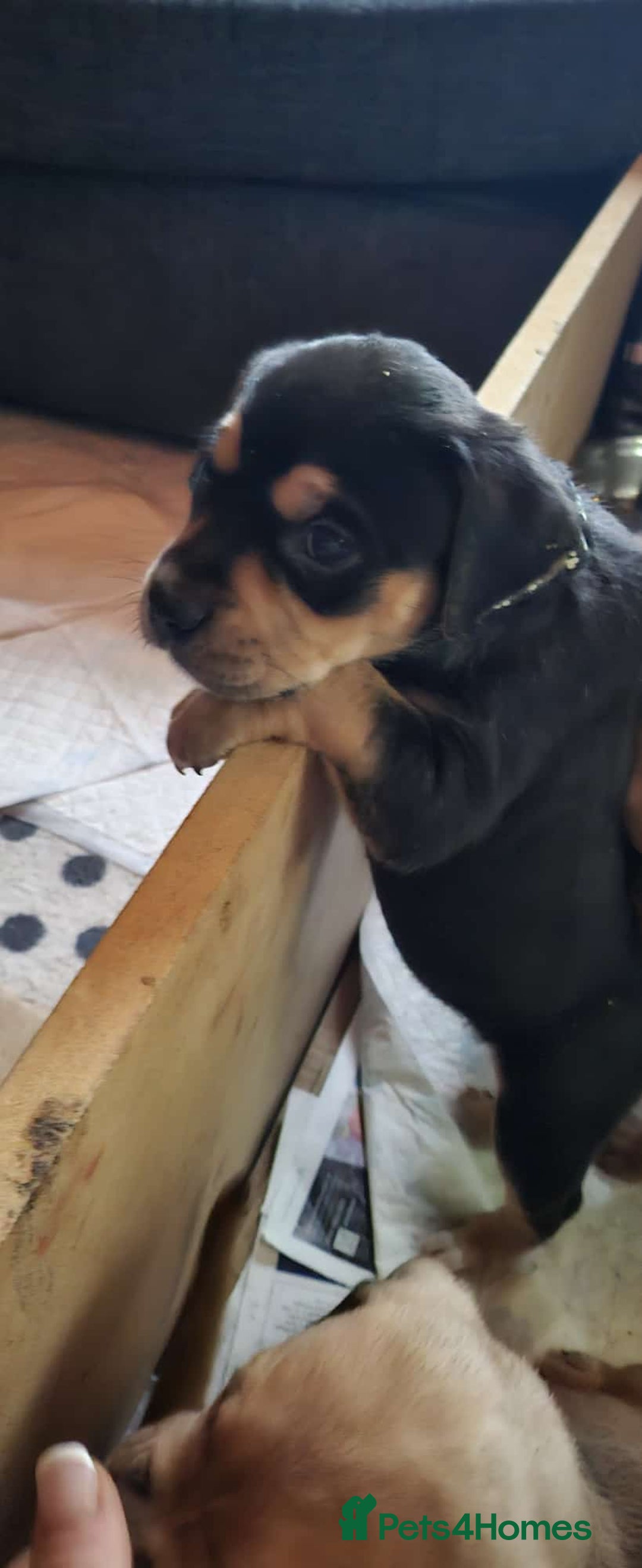 Mixed Breed dogs for sale: Puppies for sale - Advert 6