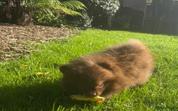 Pomeranian dogs for sale: 🧸🌈 Genuine Teddy Bear Poms Rainbow litter 🌈🧸 - Image 12