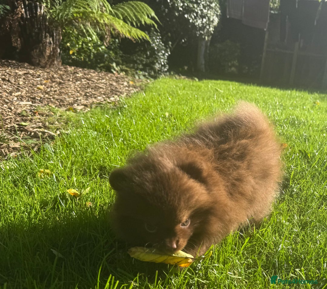 Pomeranian dogs for sale: 🧸🌈 Genuine Teddy Bear Poms Rainbow litter 🌈🧸 - Image 12