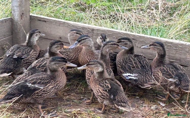 Ducks poultry - Advert 13