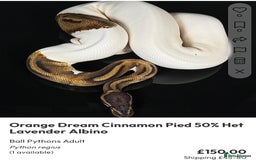 Python Snake reptiles for sale: Royal pythons  - Image 36
