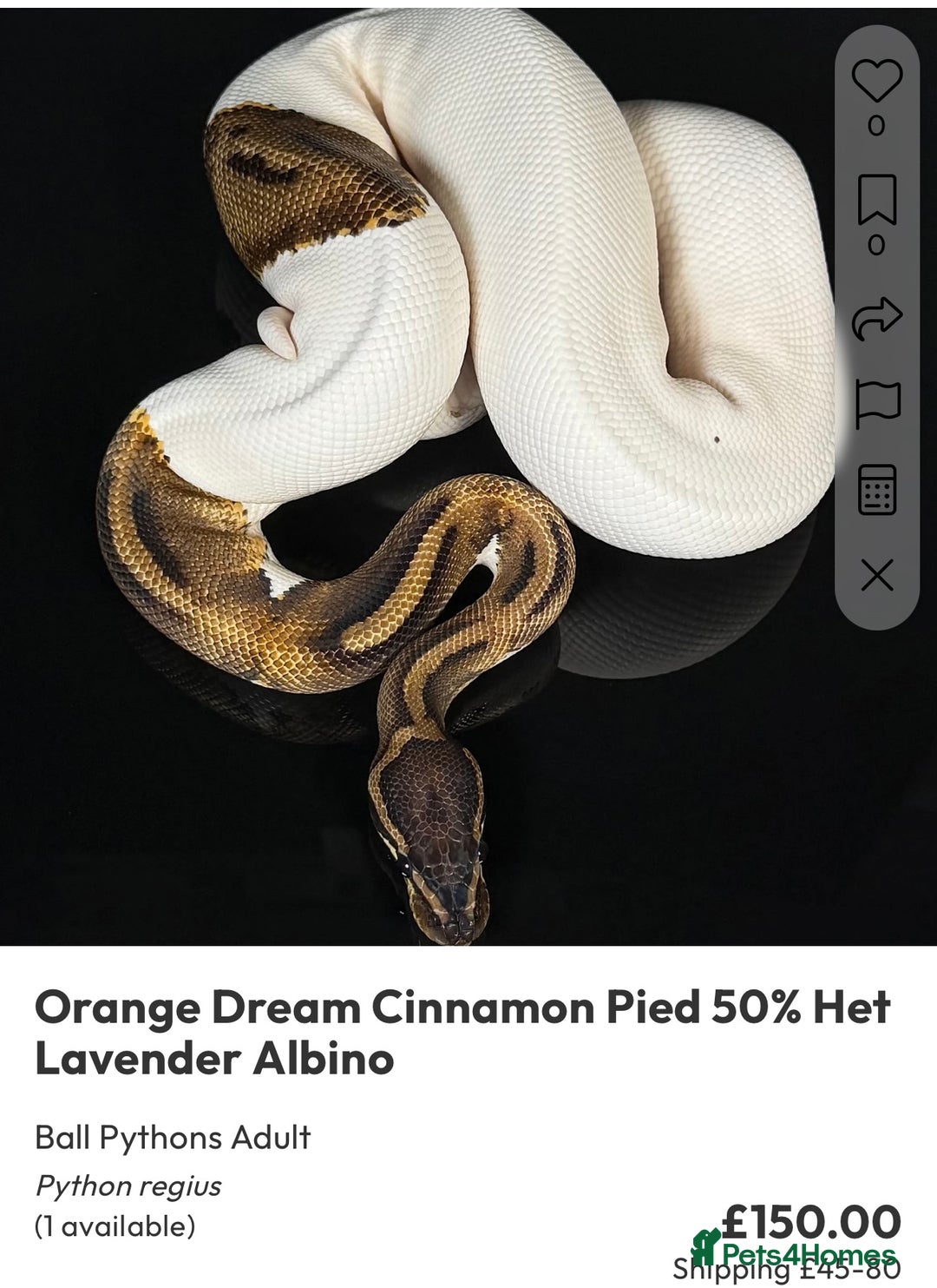 Python Snake reptiles for sale: Royal pythons  - Image 36
