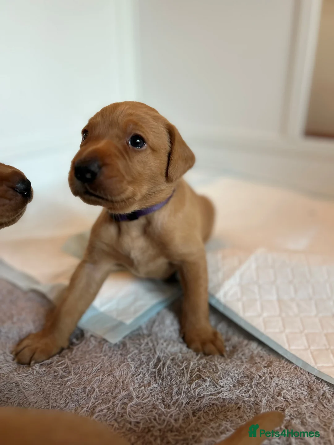 Labrador Retriever dogs for sale: KC Fox Red Labrador Retriever Puppies - Advert 25