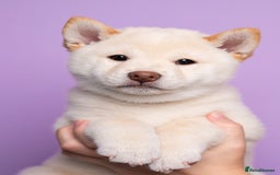 Japanese Shiba Inu dogs for sale: Beautiful Cream Shiba Inu boy for sale  - Image 3