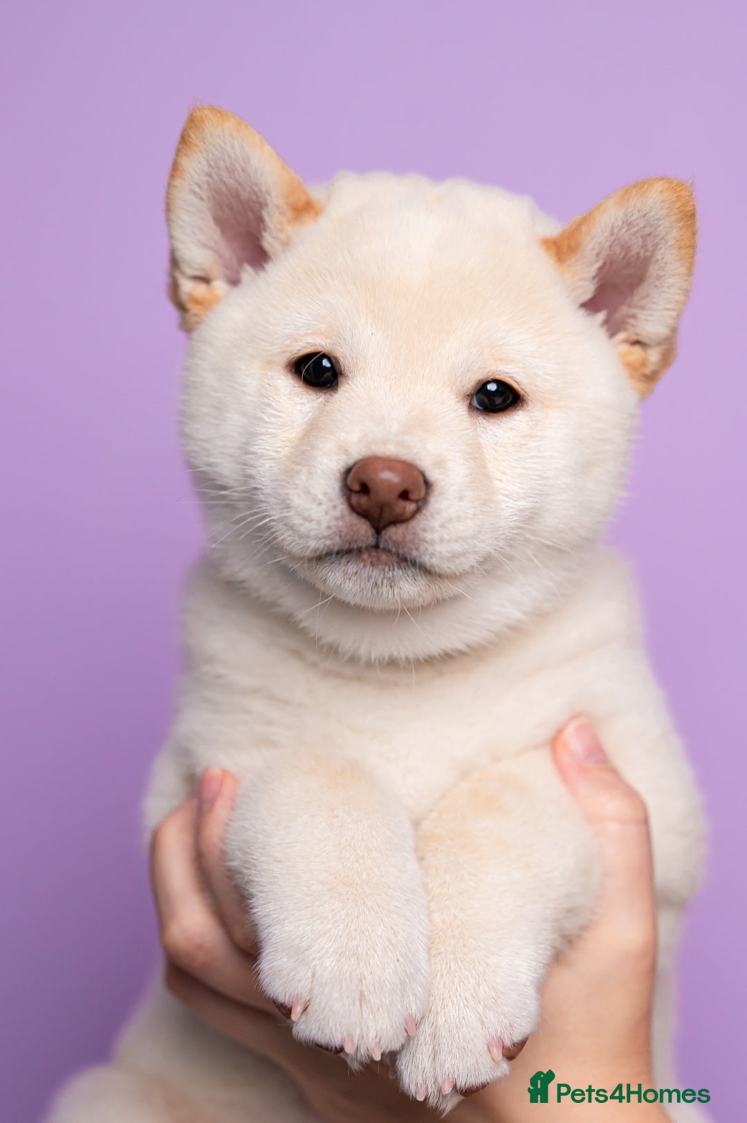 Japanese Shiba Inu dogs for sale: Beautiful Cream Shiba Inu boy for sale  - Image 3