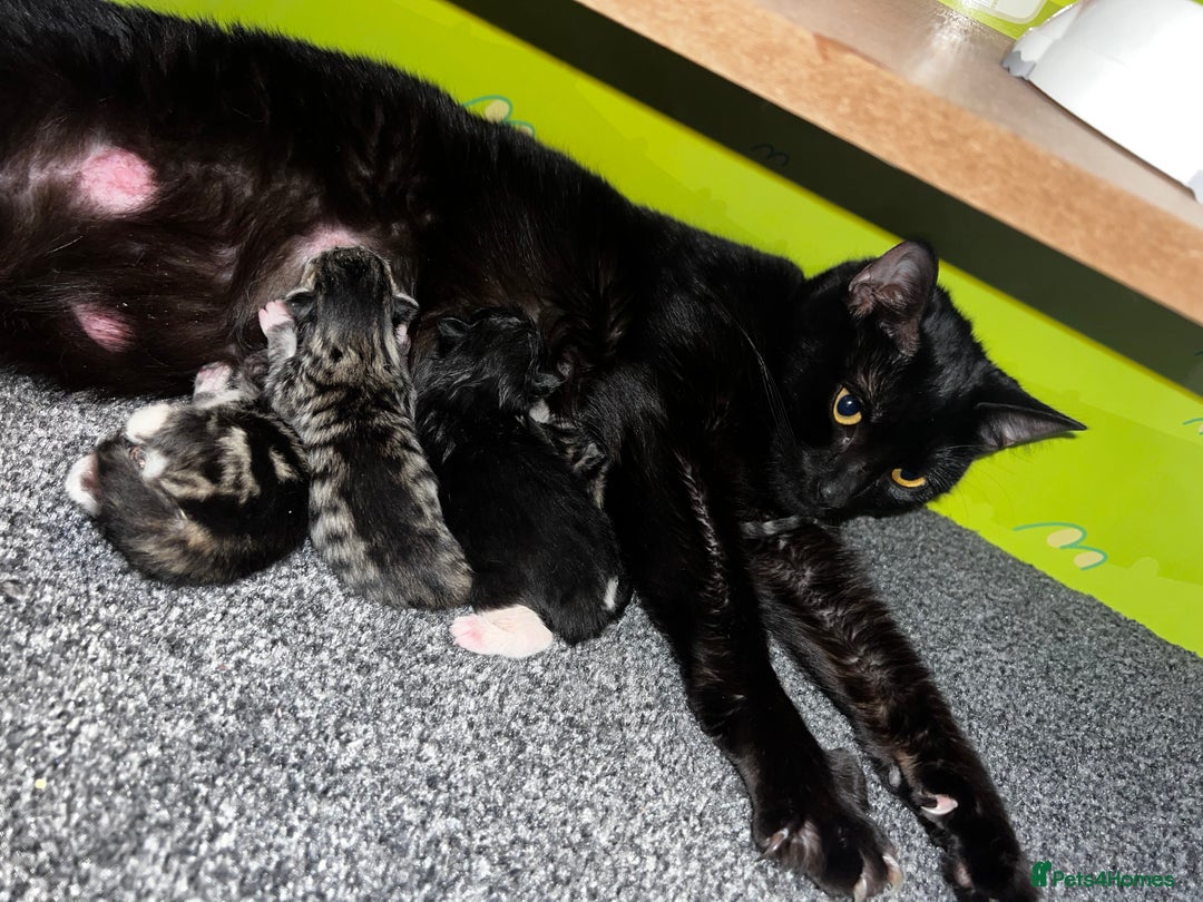 Mixed Breed cats for sale: 4 beautiful kitten mixed  - Advert 1