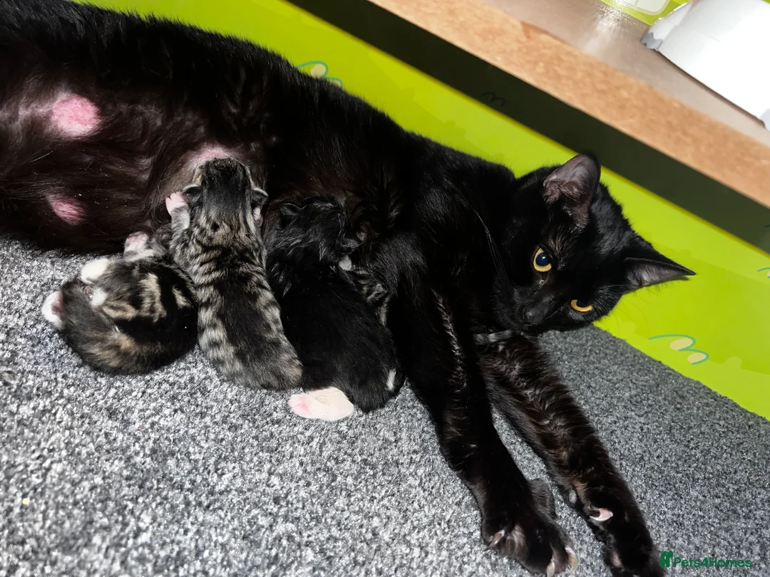 Mixed Breed cats for sale: 4 beautiful kitten Bengal x domestic  - Advert 1