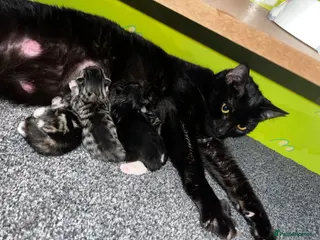 Mixed Breed cats 4 beautiful kitten Bengal x domestic - Advert 18