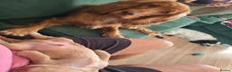 Cocker Spaniel dogs for sale: Stunning cocker spaniels  - Advert 5