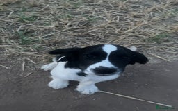 Sprocker dogs for sale: For sale - Image 1