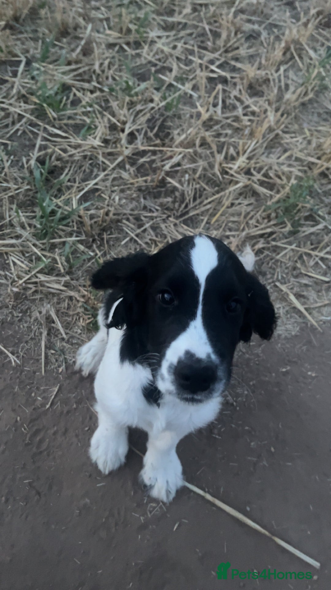Sprocker dogs for sale: For sale - Image 1