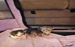 Mixed Breed cats for sale: Persian Chinchilla Cross Kittens - Image 30