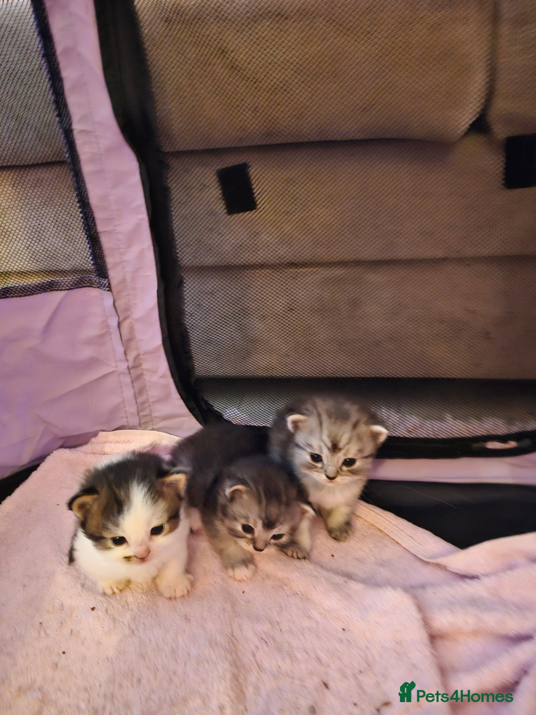Mixed Breed cats for sale: Persian Chinchilla Cross Kittens - Image 30