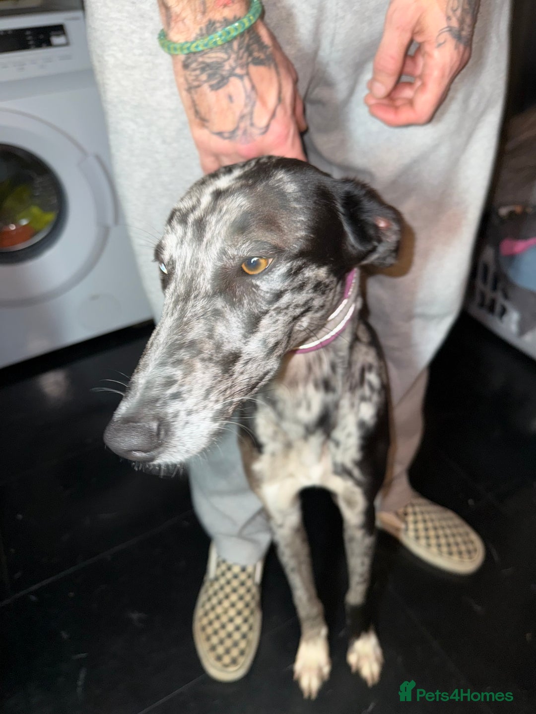 Greyhound dogs for sale: Stunning greyhound - Image 3
