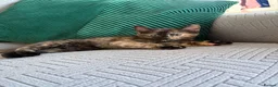 Mixed Breed cats for sale: 2 fluffy female kittens part main coon - Advert 3