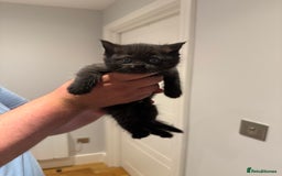 British Shorthair cats for sale: 🐾Fluffy British Shorthair Mix Kittens 🐾 - Image 10
