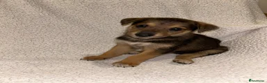 Lurcher 1