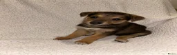 Lurcher dogs for sale:     10 beautiful Lurcher Puppies  6 Girls, 4 Boys  - Advert 10