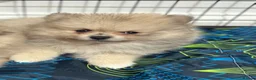 Pomeranian dogs for sale: 3 beautiful puppies Pomeranian  - Advert 4