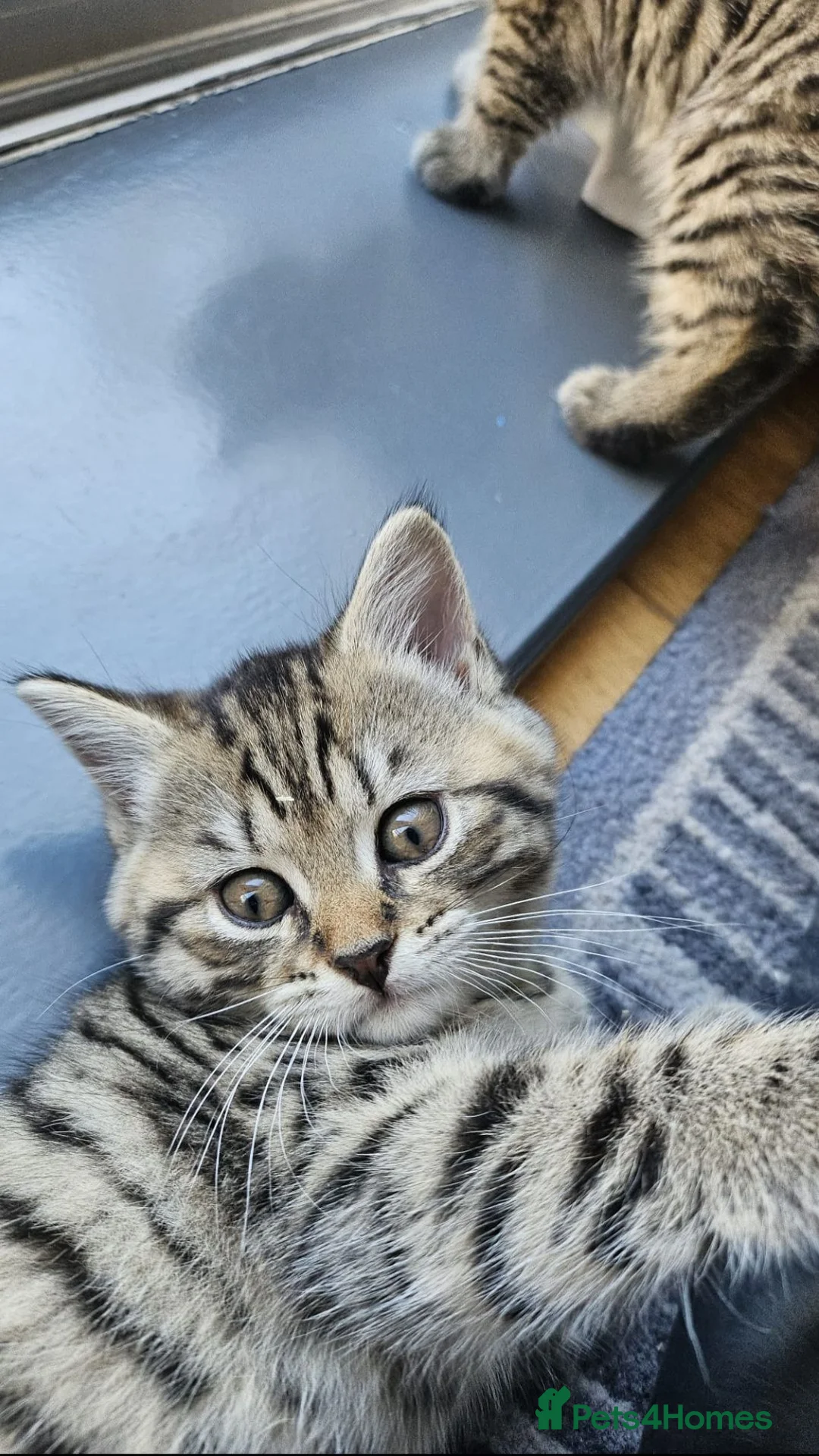 Mixed Breed cats for sale: Gorgeous house raised kittens  - Advert 17