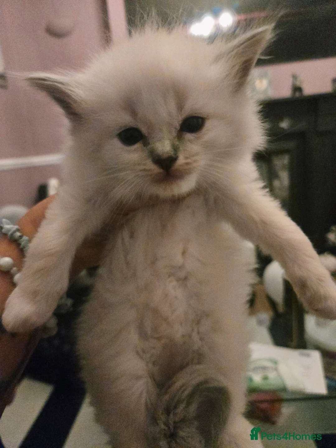 Ragdoll cats for sale: Seven gorgeous purebred ragdoll mitted kittens  - Advert 32