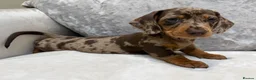 Miniature Dachshund dogs for sale: Miniature Dachshund puppies for sale - Advert 13