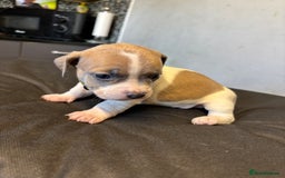 Mixed Breed dogs for sale: Dachshund cross Frenchbull dog (frenchbullwiner)p - Image 2