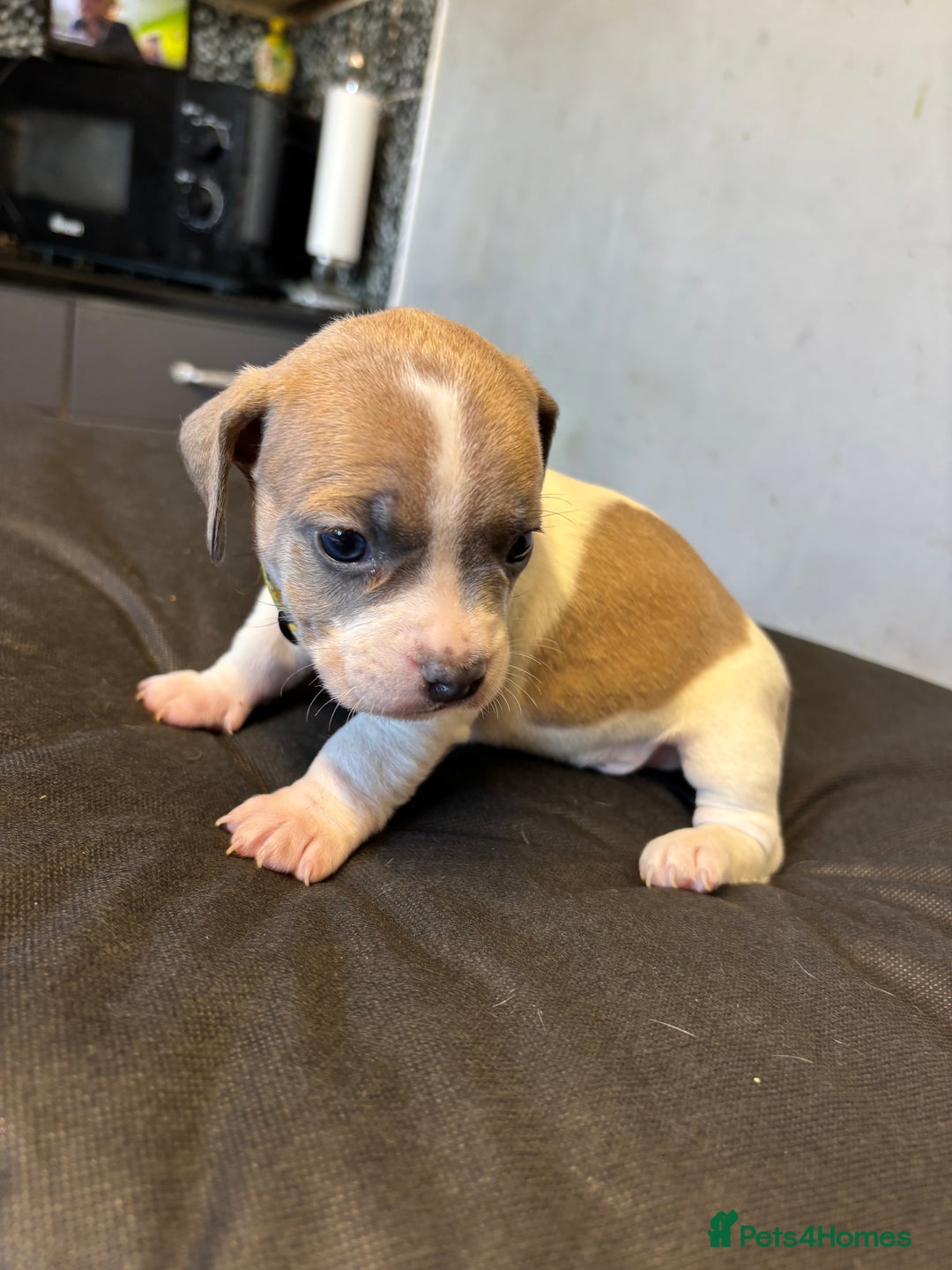 Mixed Breed dogs for sale: Dachshund cross Frenchbull dog (frenchbullwiner)p - Image 2