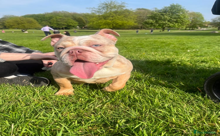 English Bulldog dogs - Advert 7